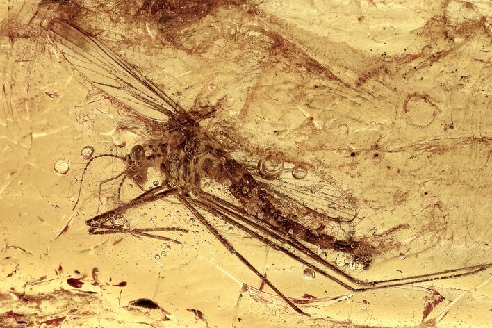 Rare Fossil Phantom Midge (Chaoborus) In Baltic Amber #362703